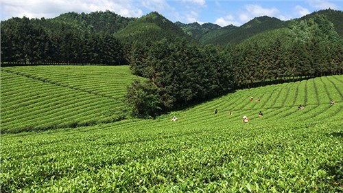 農業(yè)部牽頭成立中國茶產業(yè)聯盟，公司選為副理事長單位
