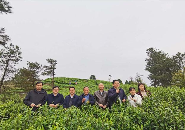 公司負(fù)責(zé)人陪同省供銷社、湘西州領(lǐng)導(dǎo)一行調(diào)研我司青干村茶葉扶貧示范基地