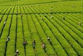 臺(tái)灣茶農(nóng)熱衷考大陸評(píng)茶員